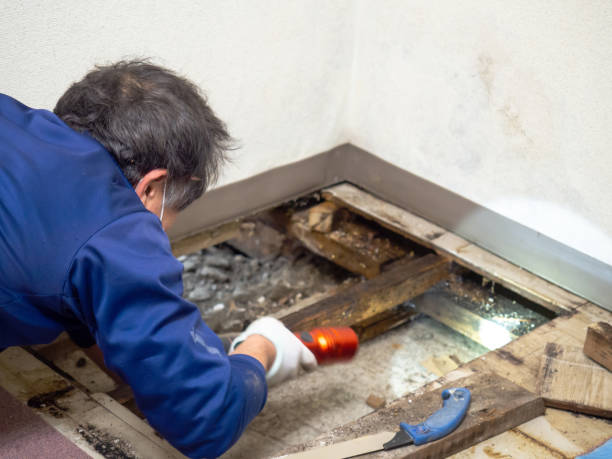Best Office Mold Removal Services  in Sun Village, CA
