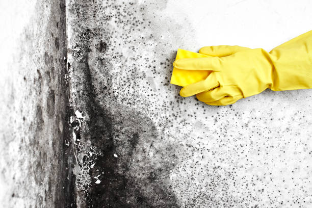 Best Fast Mold Removal  in Sun Village, CA