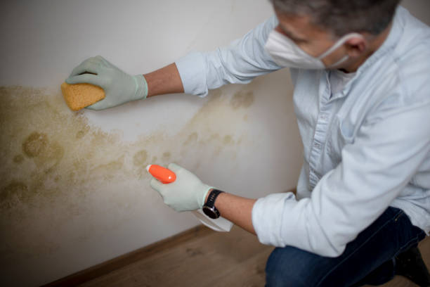 Best Crawl Space Mold Removal  in Sun Village, CA