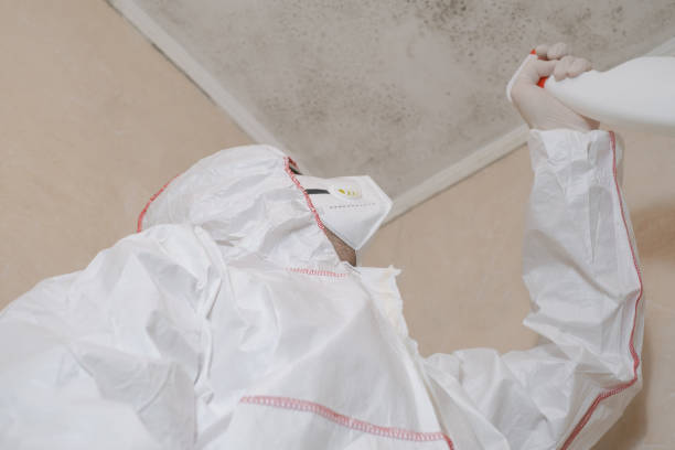 Mold Testing and Removal in Sun Village, CA