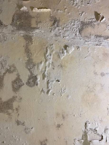 Best Home Mold Removal  in Sun Village, CA