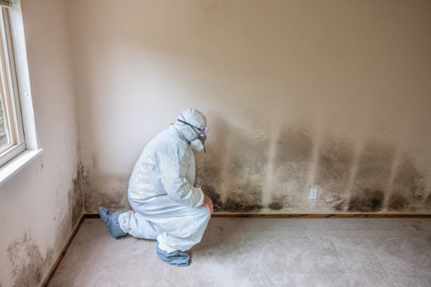 Professional Mold Removal in Sun Village, CA