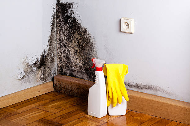 Best Mold Damage Repair  in Sun Village, CA