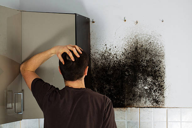 Best Same-Day Mold Removal  in Sun Village, CA