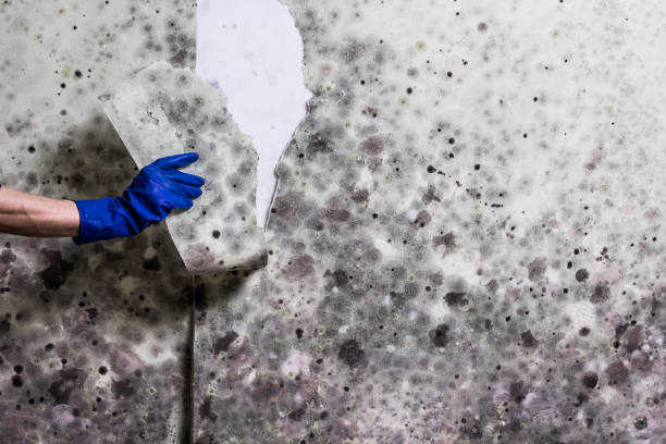 Best Mold Damage Repair  in Sun Village, CA