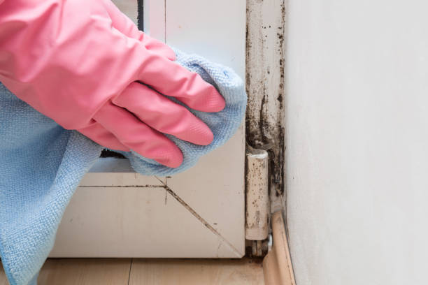 Mold Removal Process in Sun Village, CA
